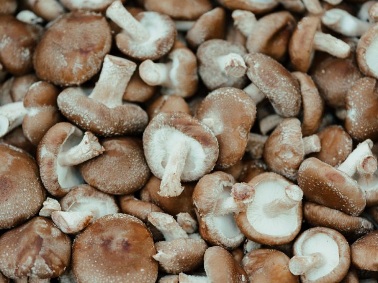 Read more about the article Shiitake, ein Heilpilz mit vielen Vorteilen!